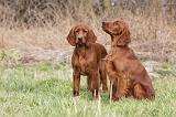 SETTER IRLANDAIS 243
